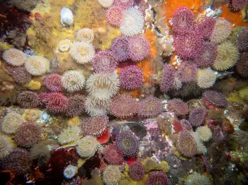 Anemones