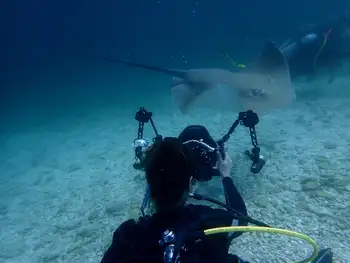 Sting Ray and Diver