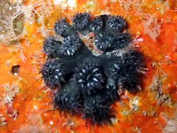 Rhizopsammia wellingtoni Coral