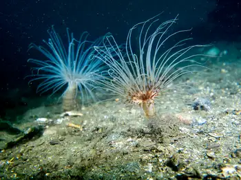 tube dwelling anemone