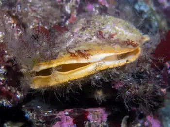 Rock Scallop