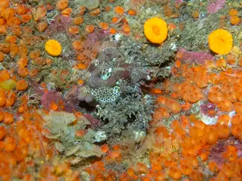 heart crab