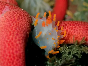 Bold Clown Nudibranch