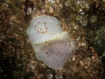Mating Nanaimo Nudibranchs