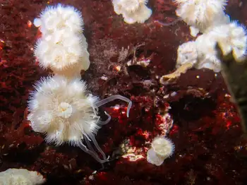 Short Plumose Anemones