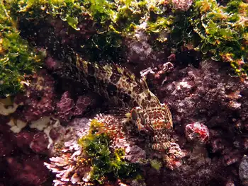 Mottled Scorpion Fish