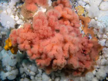 Red Soft Coral