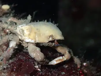 Moss Crab
