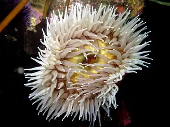 Fish Eating Anemone