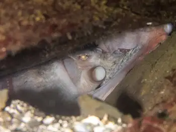 giant pacific octopus