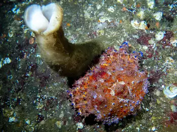 Puget Sound King Crab