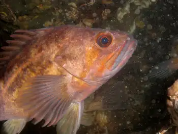 Copper Rockfish