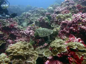 Green Sea Turtle and Porites Coral
