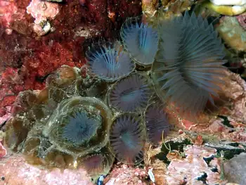 slime tube feather duster worm