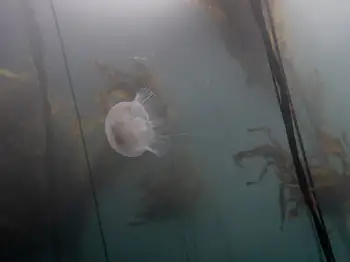 Moon Jelly