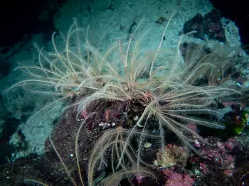Northwest Feather Stars