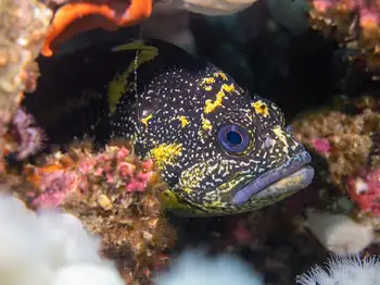 china rockfish