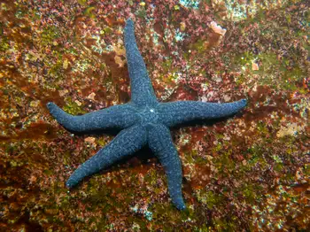Ochre Star