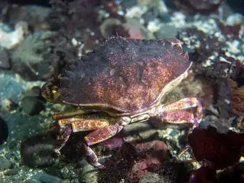 Red Rock Crab