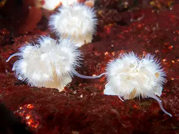 Short Plumose Anemones
