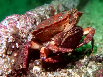 Red Rock Crabs