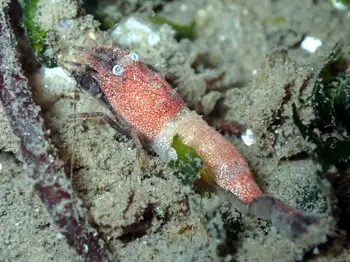 spinyhead shrimp