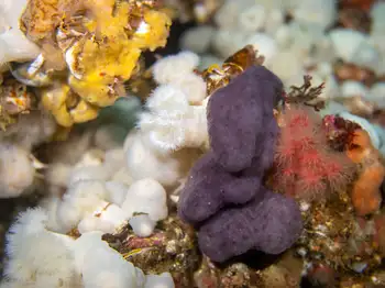 Lobed Compound Tunicate