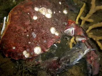Dead Red Rock Crab