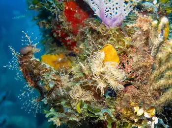 Feather Duster Worms