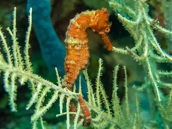 Seahorse