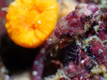 Sculpin