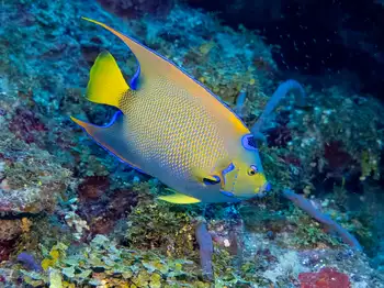 queen angel fish