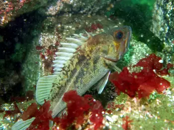 copper rockfish