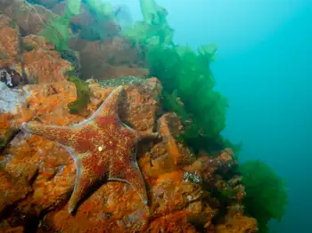 Leather Star