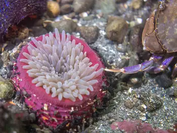 Stubby Rose Anemone