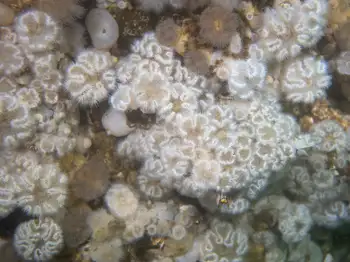 Short Plumose Anemones