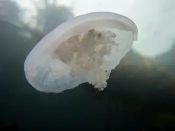 Moon Jelly