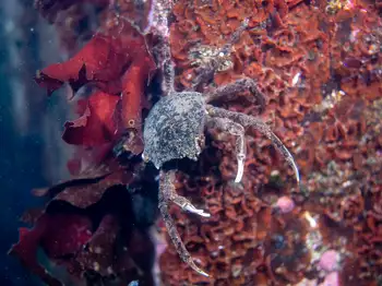 Northern Kelp Crab