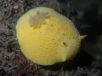 Noble Sea Lemon