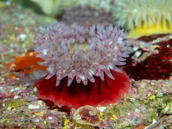 Swimming Anemone