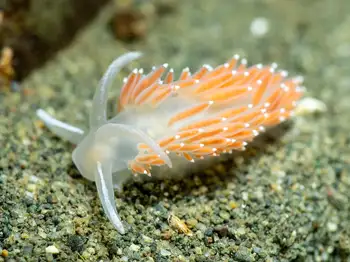 Red Gilled Nudibranch