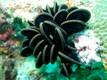 Spinose Feather Star