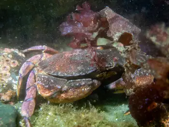 red rock crab