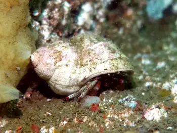 Bering Hermit Crab