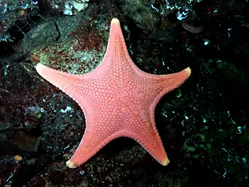 Vermilion Star