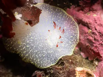 Nanaimo Nudibranch