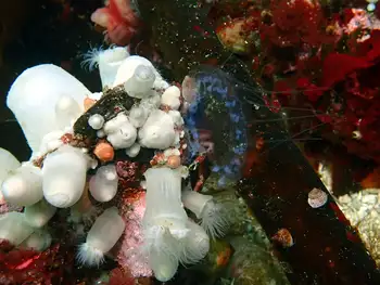 Water Jelly and Anemones