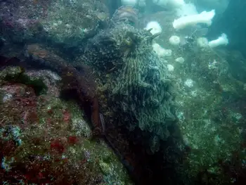 giant pacific octopus