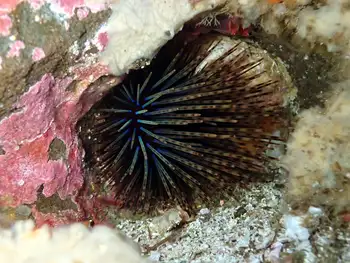 Crowned Sea Urchin