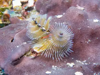 Feather Duster Worms